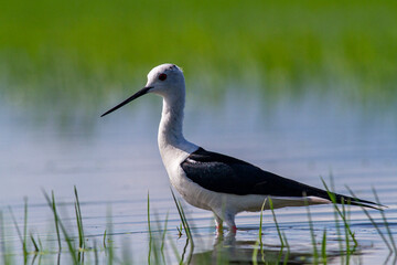 Black-winged Stilt in rise field