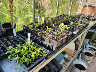 Vegetable and salad seedlings in a greenhouse plastic tray showing new growth ready to be planted out in the allotment garden, stock photo image picture