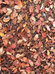 Autumn colour background of  Prunus Sargentii a tree which has red brown leaves during the fall season in November which is commonly known as Sargent's cherry, stock photo image