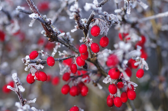 Mit Frost &uuml;berzogene Beeren und Zweige der Berberitze
