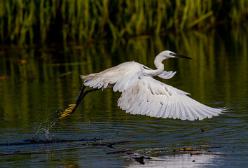Little Egret behavior in breeding colony