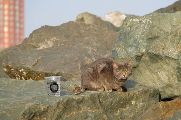 cat at seashore