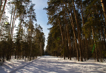 Coniferous forest in the snow on a clear winter day
