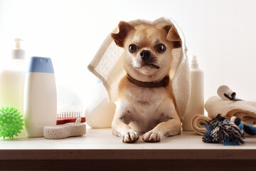 Dog grooming background with chihuahua with towel on head front