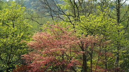 The beautiful spring landscape in the forest with the fresh green trees and the warm sunlight