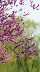 The beautiful spring landscape in the forest with the fresh green trees and the warm sunlight