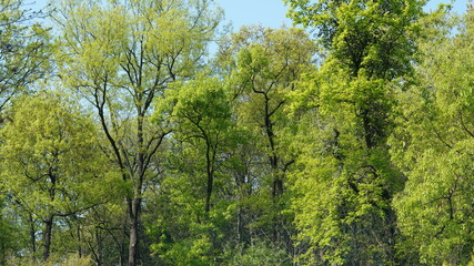 The beautiful spring landscape in the forest with the fresh green trees and the warm sunlight