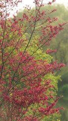 The beautiful spring landscape in the forest with the fresh green trees and the warm sunlight