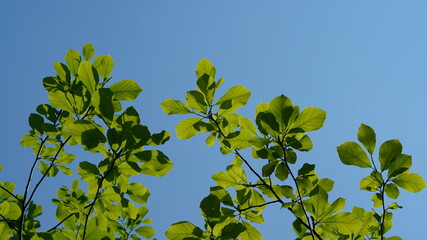 The beautiful spring landscape in the forest with the fresh green trees and the warm sunlight