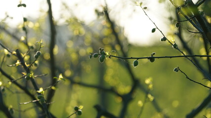 The beautiful spring landscape in the forest with the fresh green trees and the warm sunlight