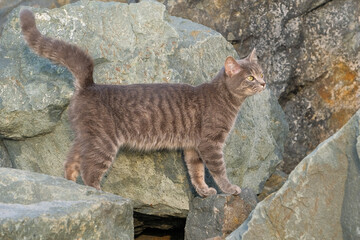 cat at seashore