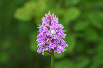 Close up of a pink heath spotted orchid