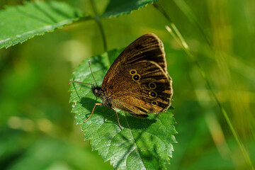 Fototapeta na wymiar Close up of a Ringlet butterfly in sunlight