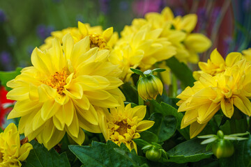 Close up of a group of beautiful yellow dahlia flowers