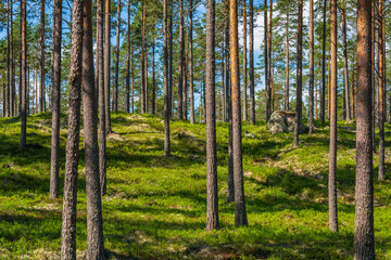 Beautiful pine forest in Sweden in summer sunlight