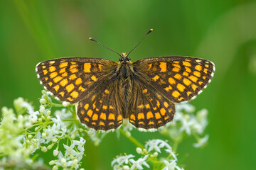 Close up of a Heat fritillary butterfly