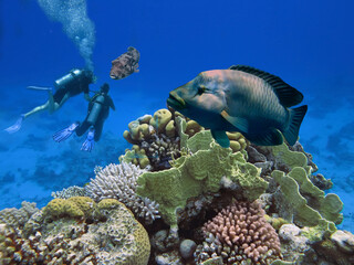 Underwater Scuba divers explore and enjoy Coral reef Sea life