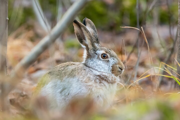 brown hare with winter coat
