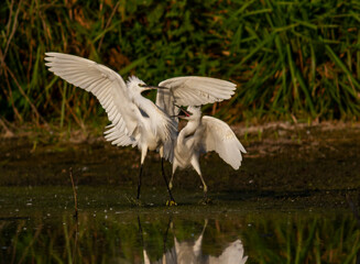 Little Egret behavior in breeding colony