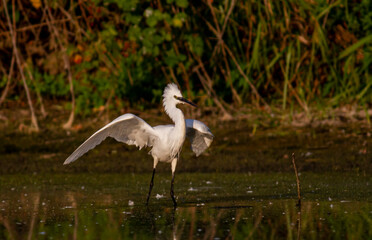 Little Egret behavior in breeding colony
