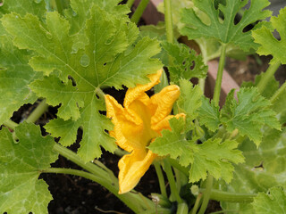 Cucurbita pepo - Fleur de courgette en forme de bulbe, jaune verdâtre et orangée dans un...