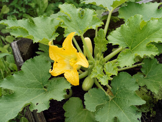 Courgette à magnifique fleur jaune au dessus de petites courgettes en cours de développement...