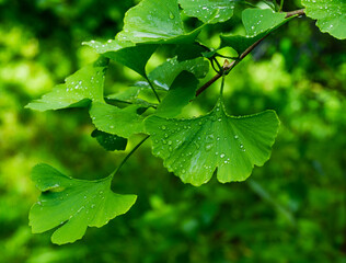 Ginkgo tree (Ginkgo biloba) or gingko with brightly green new leaves after rain against background...