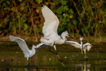 Little Egret behavior in breeding colony