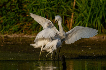 Little Egret behavior in breeding colony