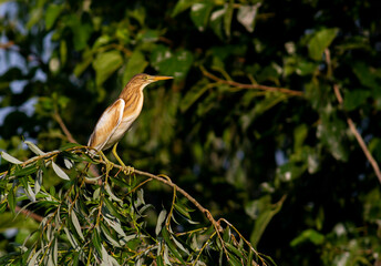 Squacco Heron in breeding colony