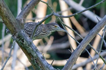 Black-crowned Night Heron in breeding colony