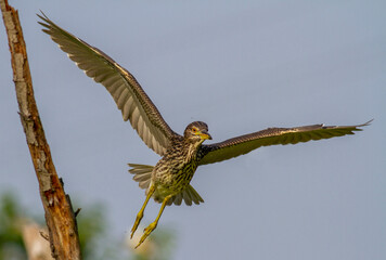 Black-crowned Night Heron in breeding colony