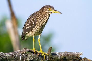 Black-crowned Night Heron in breeding colony