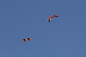 flamingo in the sky