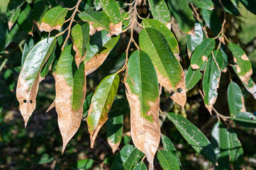 Burning leaf disease in durian tree, problem of agriculture in Thailand
