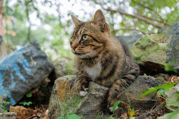 Obraz premium cat