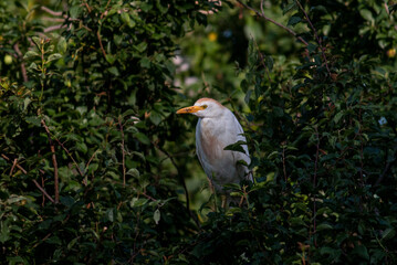 Cattle Egret beahvior in breeding colony