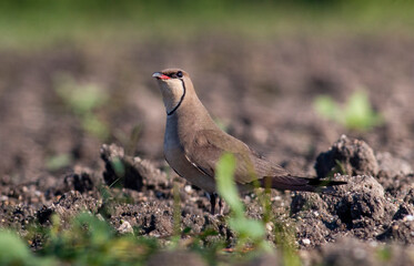 Collared pranticole - Glareola pranticola