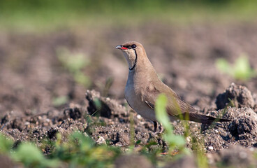 Collared pranticole - Glareola pranticola