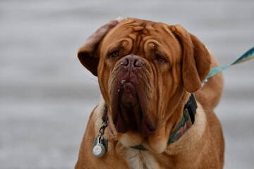 Portrait of a Mastiff dog