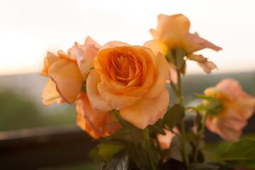 photo of a yellow-pink rose close-up