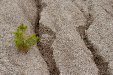 Erosion of soil as consequences of huge problems of climate changes. Fragment of hill surface with cracks and pine