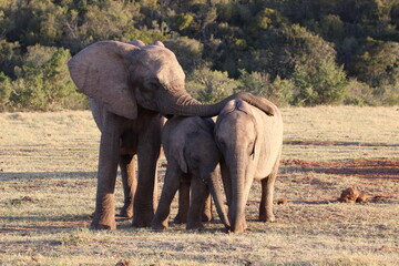 African Elephants in Addo Elephant National Park, South Africa
