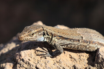 small lizard in a desert close up