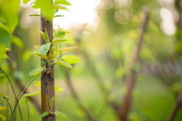 photo of sapling in garden with bokeh