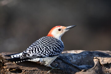 Male Red Bellied Woodpecker perched on a branch