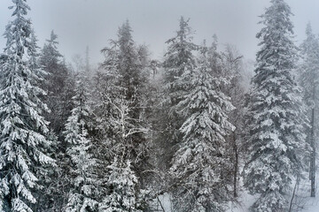 Snow covered fir trees in the winter forest in snowfall. Country landscape.