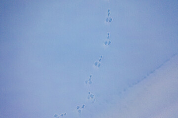 Animal tracks on the beautiful snow of Tokamachi, Niigata in the middle of nowhere_02
