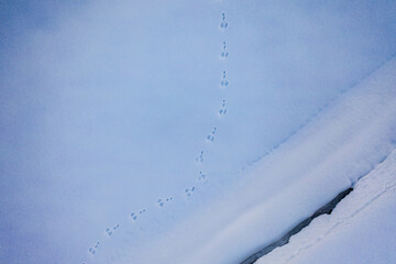 Animal tracks on the beautiful snow of Tokamachi, Niigata in the middle of nowhere_01