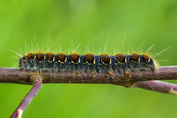 Close up of the larva of a small eggar butterfly
